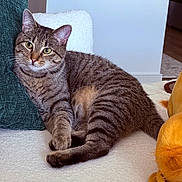 Awshux joined the competition — help win amazing prizes! cat, tabby_cat, indoor, pet, feline, animal, couch, pillow, plush_toy, relaxed, fur, whiskers, green_eyes, striped, cozy, soft_surface, domestic_cat, cute, resting, curious