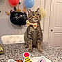 Awshux joined the competition — help win amazing prizes! cat, tabby_cat, bow_tie, balloon, party, indoor, decoration, tabletop, celebration, pet, feline, curious, festive, domestic_animal, front_view, animal, cute, whiskers, ears, fur