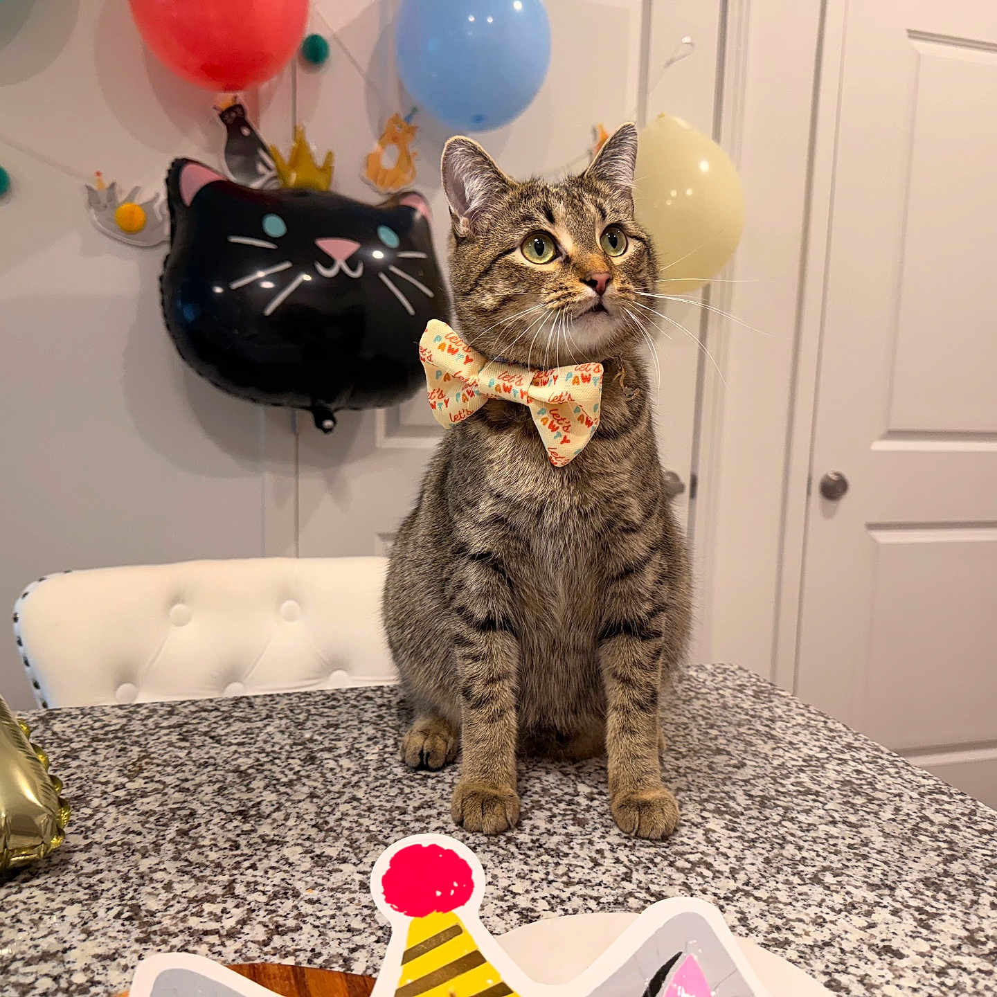 Awshux joined the competition — help win amazing prizes! animal, balloon, bow_tie, cat, celebration, curious, cute, decoration, domestic_animal, ears, feline, festive, front_view, fur, indoor, party, pet, tabby_cat, tabletop, whiskers