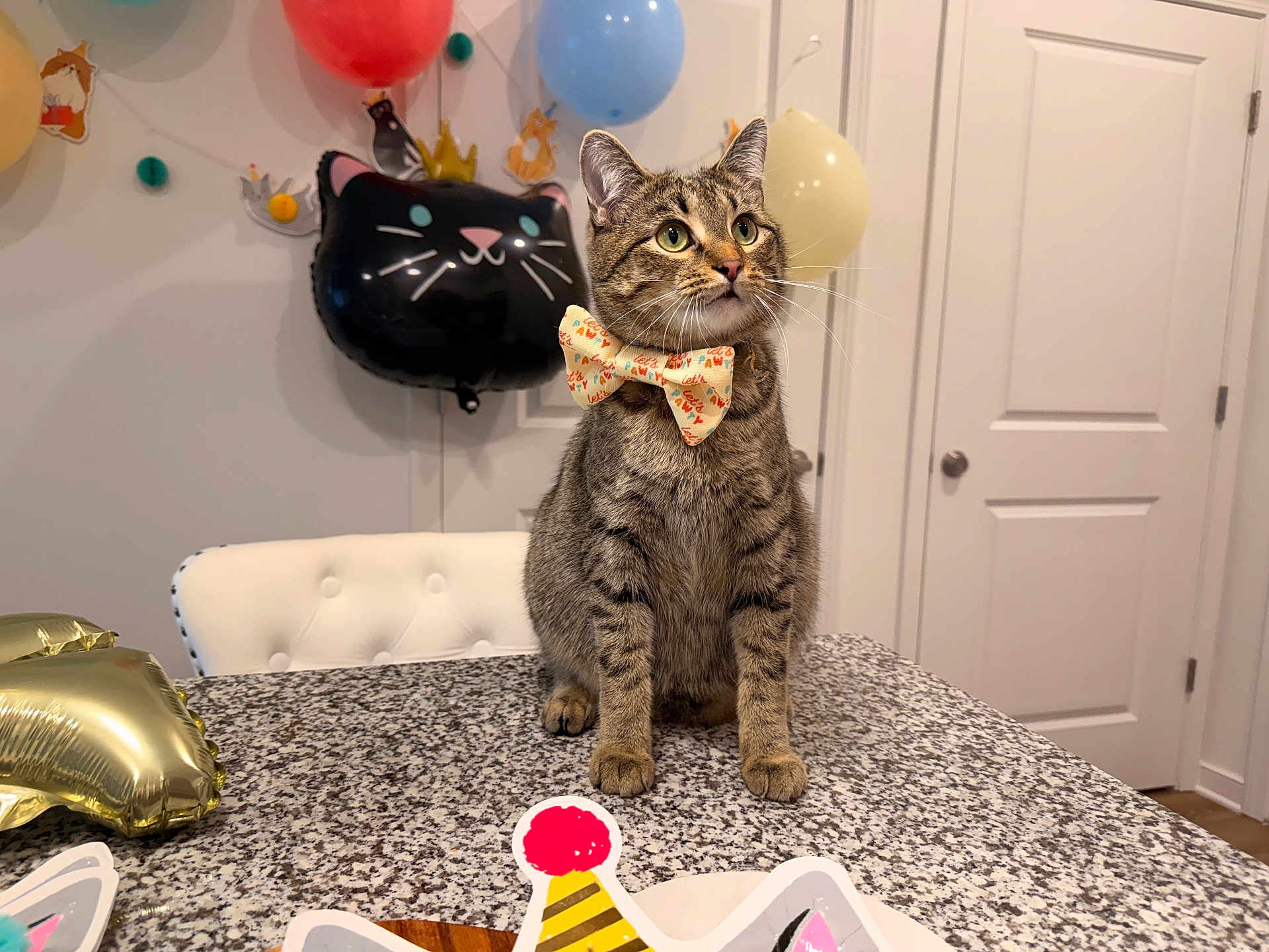 Awshux joined the competition — help win amazing prizes! cat, tabby_cat, bow_tie, balloon, party, indoor, decoration, tabletop, celebration, pet, feline, curious, festive, domestic_animal, front_view, animal, cute, whiskers, ears, fur