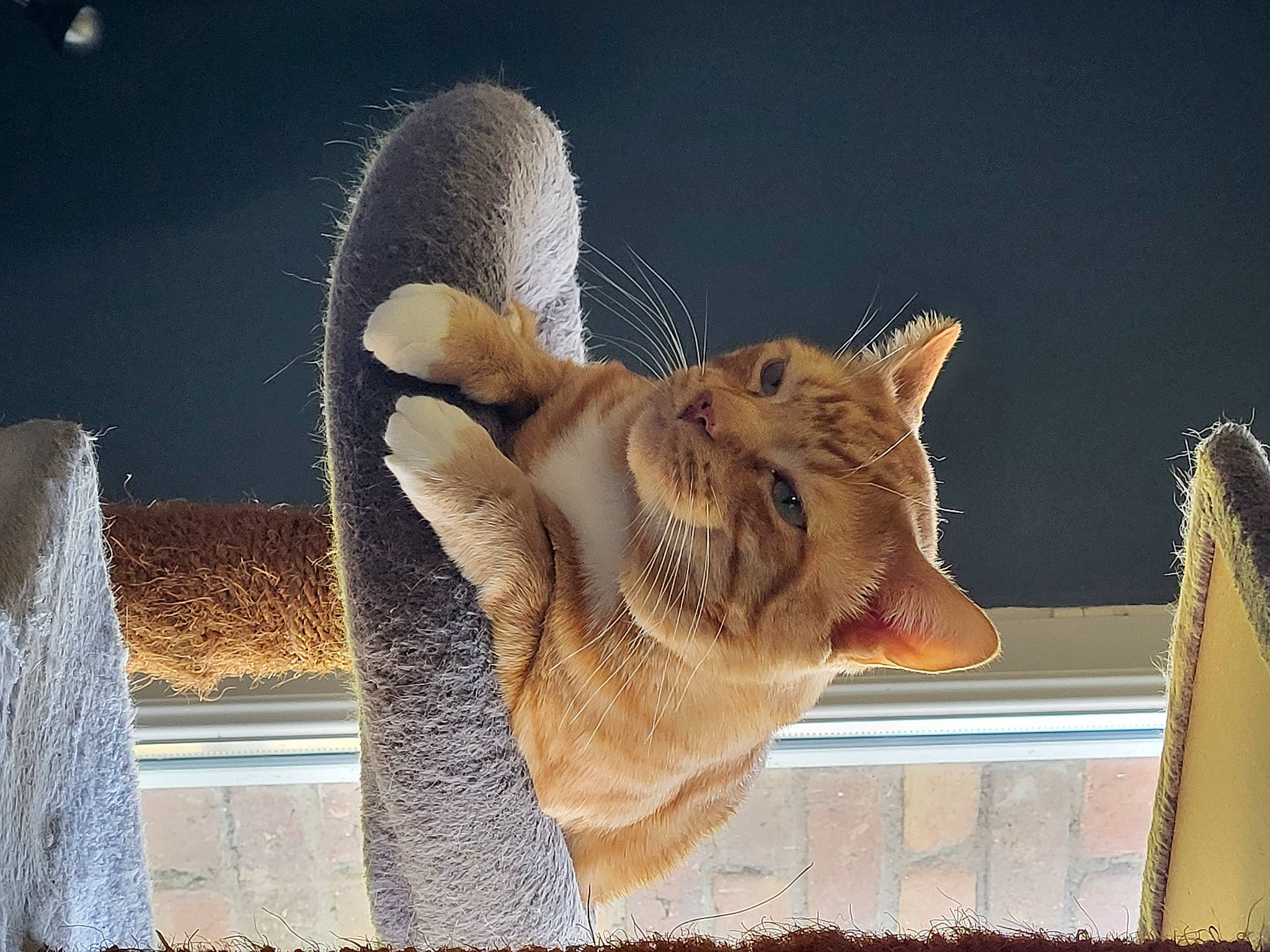 Fox a rejoint le concours — aidez-le/la à gagner de superbes lots ! animal_shelter, cat, claw, domestic_short_haired_cat, fawn, felidae, fur, paw, roof, small_to_medium_sized_cats, snout, still_life_photography, tail, terrestrial_animal, whiskers, wildlife, window, wood, wrinkle