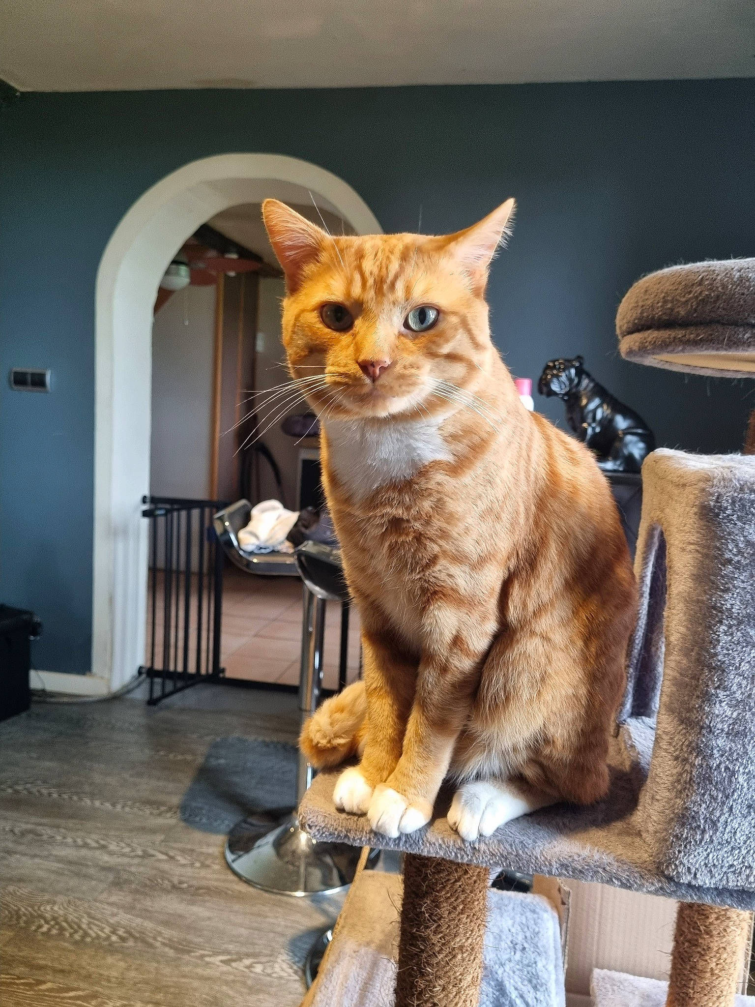 Fox participe au concours pour gagner de l'argent avec cette photo : carnivore, cat, cat_supply, chair, claw, domestic_short_haired_cat, door, fawn, felidae, fur, hardwood, paw, pet_supply, sitting, small_to_medium_sized_cats, snout, tail, terrestrial_animal, whiskers, wood