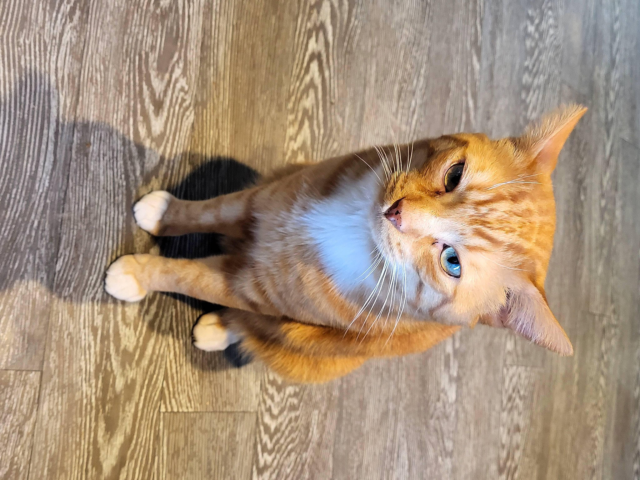 Fox a rejoint le concours — aidez-le/la à gagner de superbes lots ! art, carnivore, cat, claw, domestic_short_haired_cat, door, fawn, felidae, flooring, fur, hardwood, paw, small_to_medium_sized_cats, snout, tail, terrestrial_animal, whiskers, wildlife, window, wood