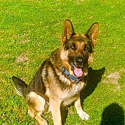 Thor is registered to the contest to win money with this photo: dog, german_shepherd, grass, outdoor, pet, canine, animal, sunlight, collar, tongue_out, ears_up, sitting, shadow, happy, nature, summer, greenery, portrait, friendly, daylight