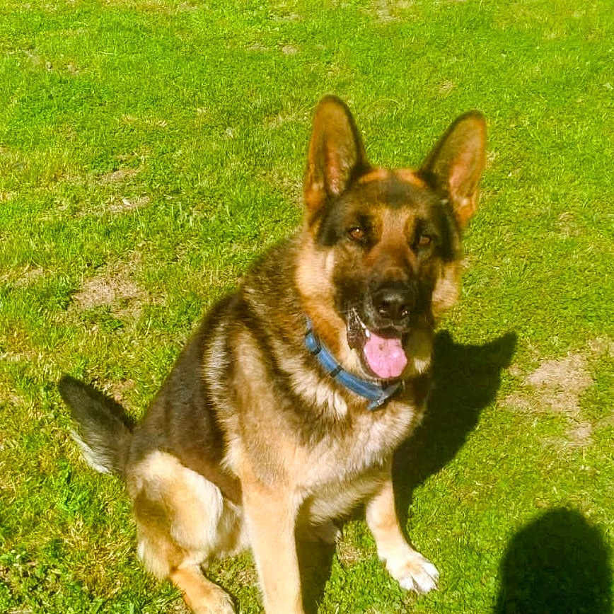 Thor is registered to the contest to win money with this photo: dog, german_shepherd, grass, outdoor, pet, canine, animal, sunlight, collar, tongue_out, ears_up, sitting, shadow, happy, nature, summer, greenery, portrait, friendly, daylight