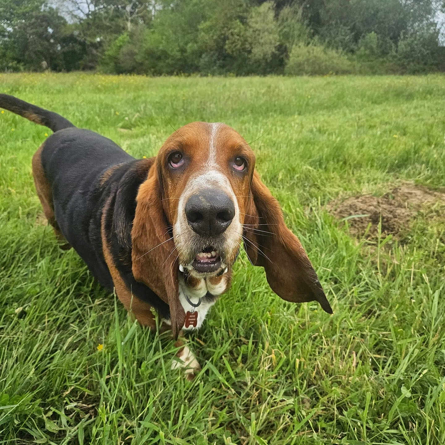 Peio a rejoint le concours — aidez-le/la à gagner de superbes lots ! animal, basset_hound, canine, closeup, collar, daylight, dog, ears, expression, field, fur, grass, greenery, muzzle, nature, nose, outdoor, pet, snout, walking