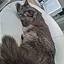 Onyx a rejoint le concours — aidez-le/la à gagner de superbes lots ! cat, gray_cat, fluffy, chair, white_chair, computer_monitor, desk, home_office, electronics, speakers, keyboard, mouse, cable, indoor, pet, relaxed, fur, tail, sleepy, feline