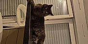Onyx participe au concours pour gagner de l'argent avec cette photo : cat, gray_cat, indoor, kitchen, counter, window, blinds, chair, appliance, cabinet, shelf, curious, pet, furniture, relaxed, animal, home, cozy, domestic, feline