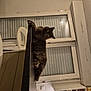 cat, gray_cat, indoor, kitchen, counter, window, blinds, chair, appliance, cabinet, shelf, curious, pet, furniture, relaxed, animal, home, cozy, domestic, feline