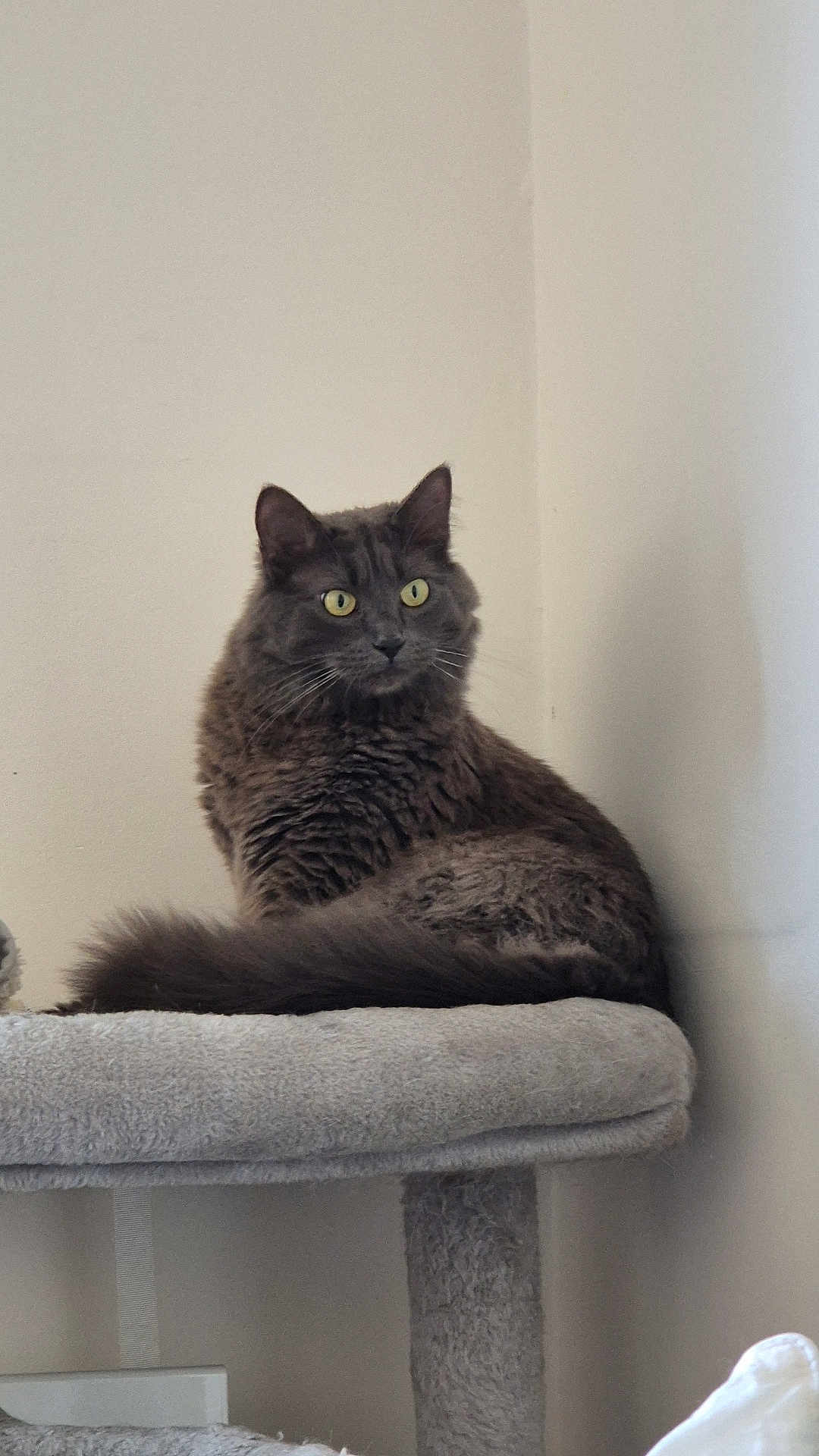 Onyx a rejoint le concours — aidez-le/la à gagner de superbes lots ! cat, gray_cat, feline, pet, indoor, cat_tree, fur, yellow_eyes, resting, animal, domestic_animal, cozy, corner, soft_texture, whiskers, alert, looking_away, quiet, calm, mammal