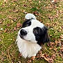 dog, black_and_white, border_collie, animal, pet, outdoor, grass, leaves, autumn, nature, fur, cute, looking_up, canine, mammal, eyes, portrait, fall, forest_floor, adorable