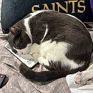 Tucker joined the competition — help win amazing prizes! animal, bed, blanket, cat, closeup, comfortable, feline, fur, gray, household, indoor, patterned, pet, pillow, relaxing, remote_control, resting, sleeping, tail, white