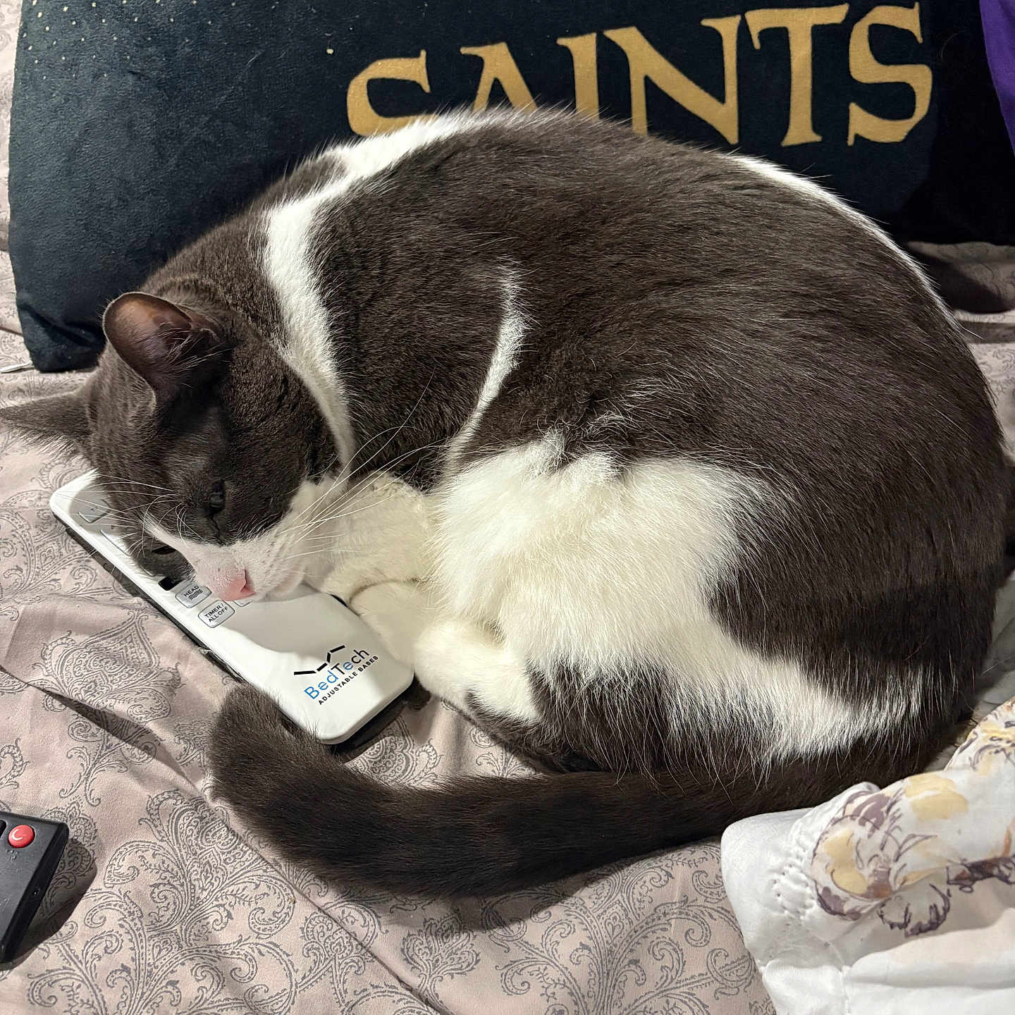Tucker joined the competition — help win amazing prizes! animal, bed, blanket, cat, closeup, comfortable, feline, fur, gray, household, indoor, patterned, pet, pillow, relaxing, remote_control, resting, sleeping, tail, white