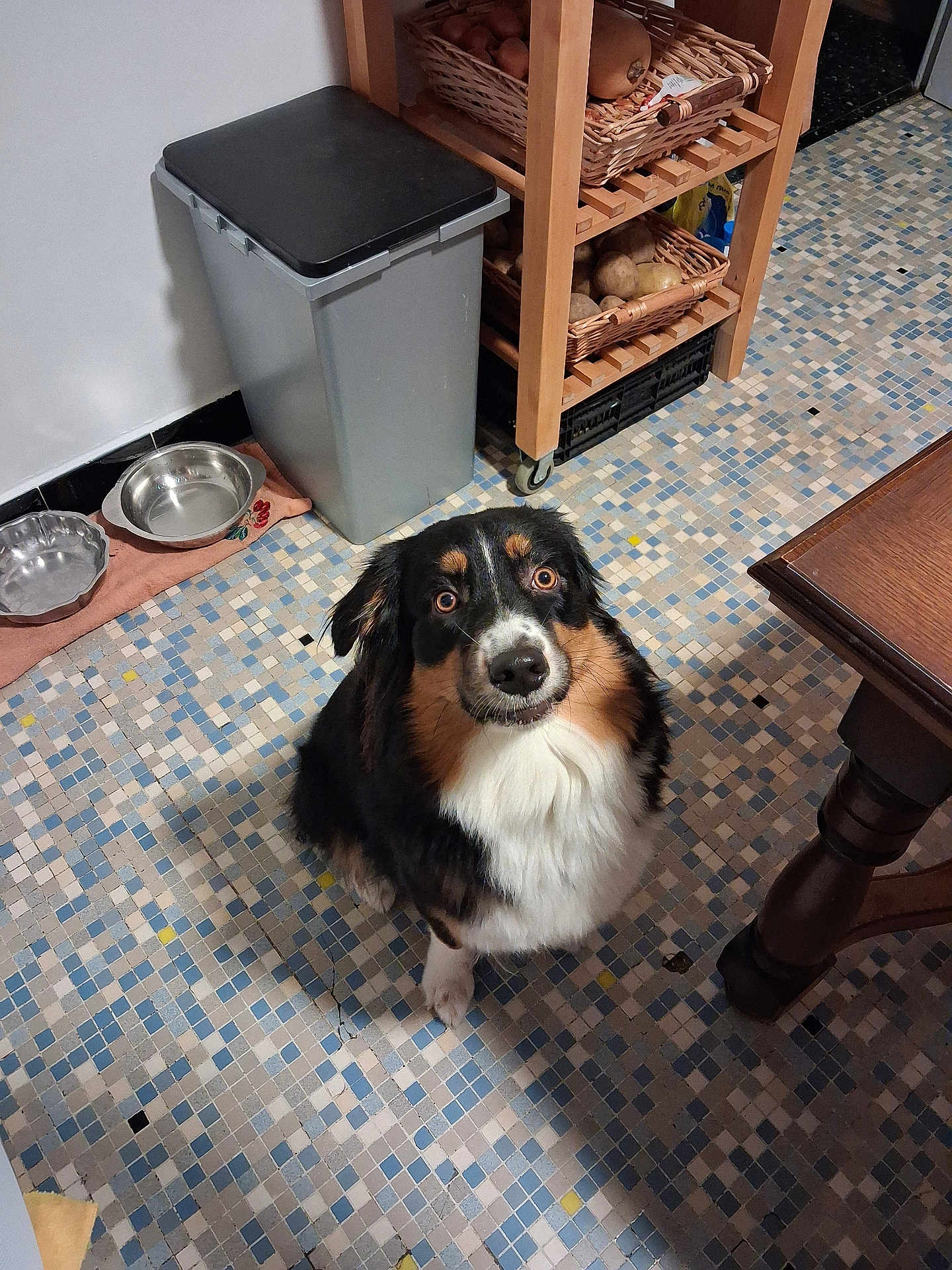 Tina participe au concours pour gagner de l'argent avec cette photo : dog, indoor, kitchen, tiled_floor, pet_bowls, trash_bin, wooden_cart, vegetables, basket, table_leg, curious_expression, fur, black_fur, white_fur, brown_fur, floor_tiles, pet, animal, domestic, companion