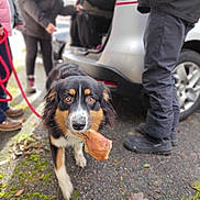 Tina a rejoint le concours — aidez-le/la à gagner de superbes lots ! dog, bone, pavement, moss, car, person, leash, outdoor, blurred_background, fur, eyes, black_coat, tan_markings, white_paws, tail, legs, casual_clothing, shoe, human, daylight