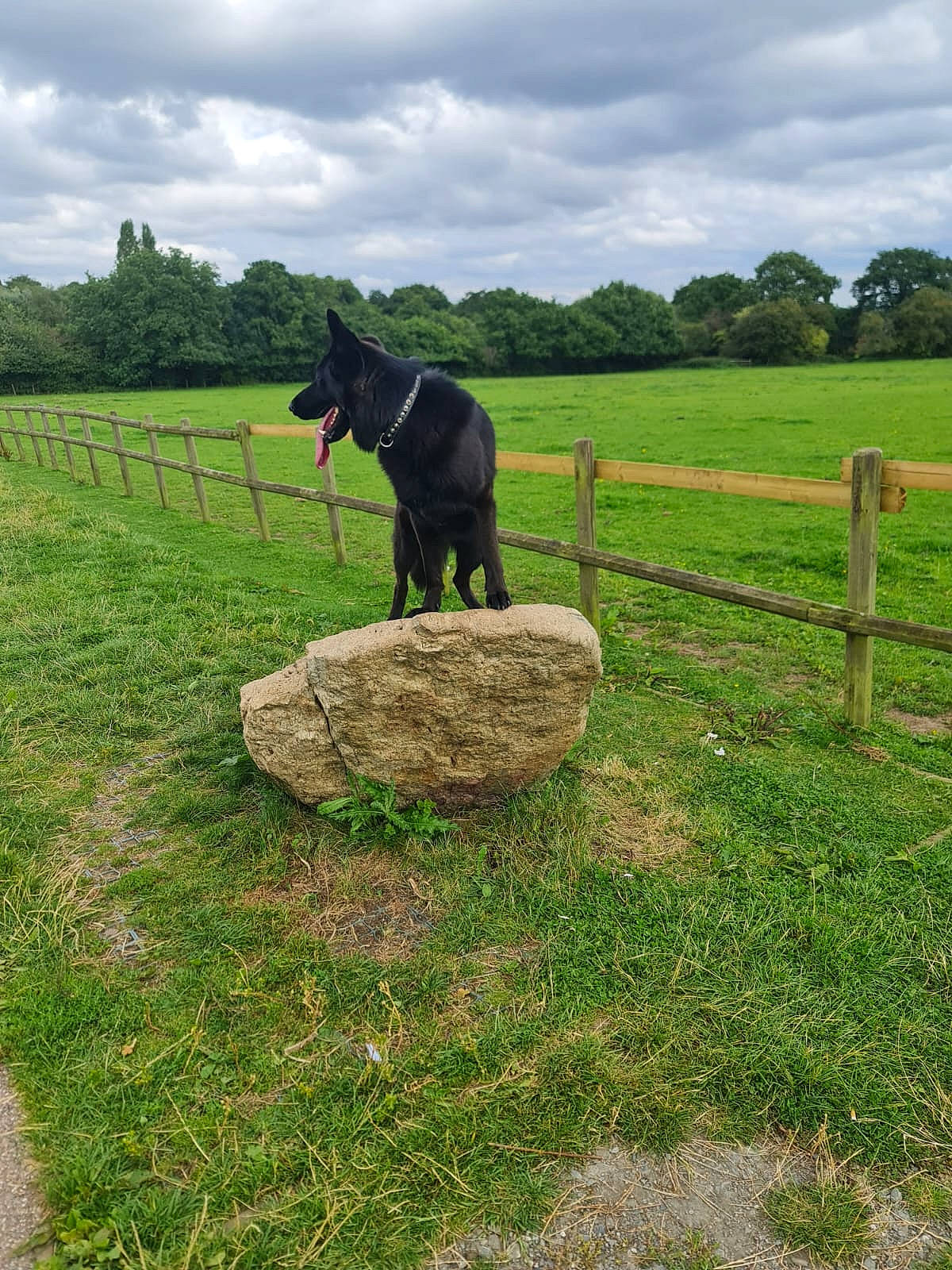 Blaze is registered to the contest to win money with this photo: agriculture, carnivore, cloud, dog, dog_breed, fence, field, grass, grassland, landscape, lawn, meadow, pasture, plant, sky, split_rail_fence, sporting_group, tail, tree, working_animal