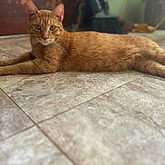 Winston is registered to the contest to win money with this photo: cat, orange_tabby, pet, animal, feline, indoor, floor, tile, relaxed, stretching, whiskers, ears, eyes, fur, domestic_cat, mammal, cute, laying_down, curious, calm