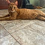 cat, orange_tabby, pet, animal, feline, indoor, floor, tile, relaxed, stretching, whiskers, ears, eyes, fur, domestic_cat, mammal, cute, laying_down, curious, calm
