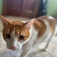 Oliver is registered to the contest to win money with this photo: cat, orange_cat, white_cat, indoor, curious, close_up, pet, animal, feline, blurred_background, floor, ears, whiskers, tail, walking, looking, domestic_cat, furry, cute, mammal