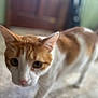 cat, orange_cat, white_cat, indoor, curious, close_up, pet, animal, feline, blurred_background, floor, ears, whiskers, tail, walking, looking, domestic_cat, furry, cute, mammal