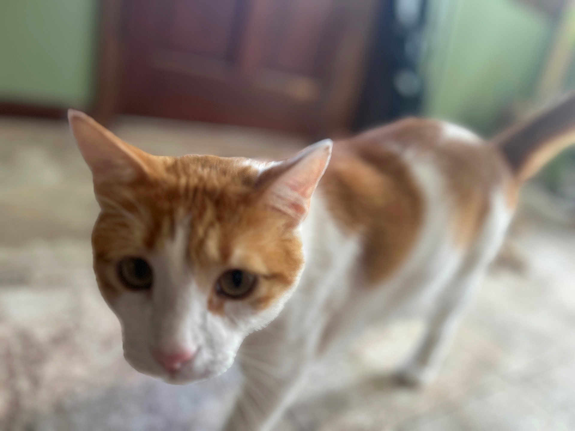 Oliver