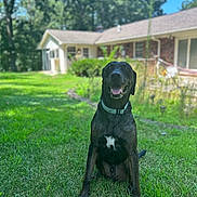 Ralph is registered to the contest to win money with this photo: dog, black_dog, sitting, grass, lawn, collar, house, yard, daytime, outdoor, pet, canine, happy, smiling, nature, sunlight, greenery, backyard, animal, domestic_animal