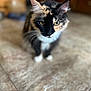 Alice joined the competition — help win amazing prizes! cat, calico, pet, animal, indoor, floor, tile, closeup, fur, whiskers, eyes, ears, domestic, mammal, cute, portrait, focus, blurred_background, looking, standing
