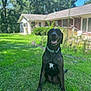Alice is registered to the contest to win money with this photo: dog, black_dog, sitting, grass, lawn, collar, house, yard, daytime, outdoor, pet, canine, happy, smiling, nature, sunlight, greenery, backyard, animal, domestic_animal