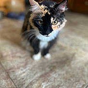 Alice joined the competition — help win amazing prizes! cat, calico, pet, animal, indoor, floor, tile, closeup, fur, whiskers, eyes, ears, domestic, mammal, cute, portrait, focus, blurred_background, looking, standing