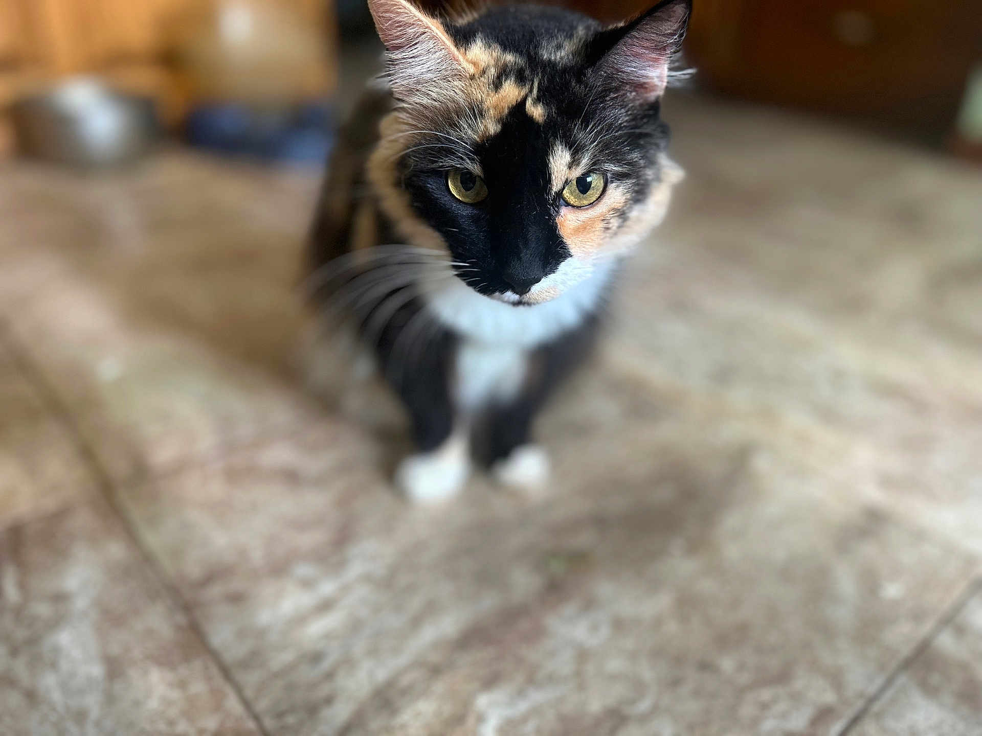 Alice