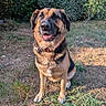 animal, black_fur, brown_fur, canine, collar, dog, ears, garden, german_shepherd_mix, grass, happy, leaf, nature, outdoor, pet, sitting, snout, sunlight, tag, tongue