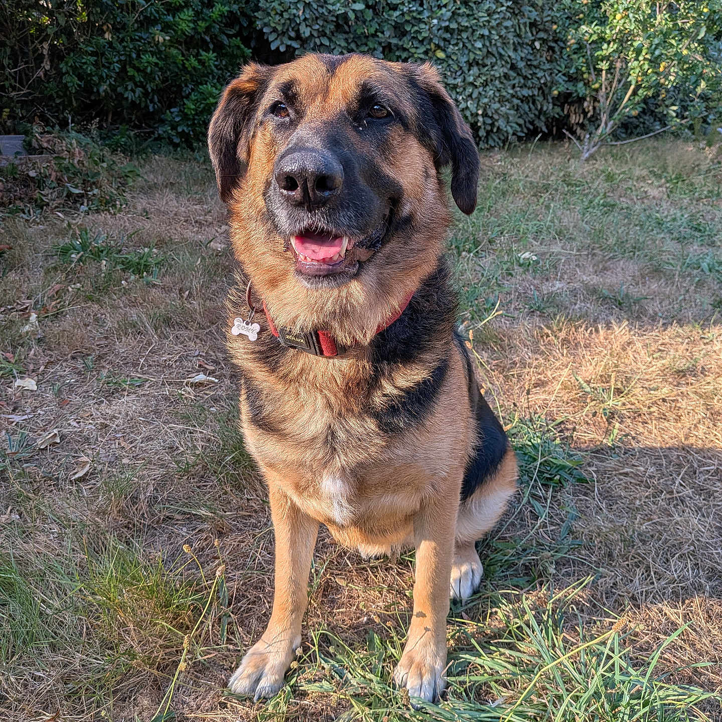 Romy participe au concours pour gagner de l'argent avec cette photo : animal, black_fur, brown_fur, canine, collar, dog, ears, garden, german_shepherd_mix, grass, happy, leaf, nature, outdoor, pet, sitting, snout, sunlight, tag, tongue