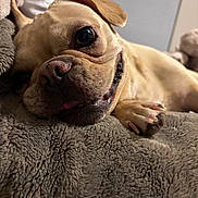 Coco is registered to the contest to win money with this photo: dog, close_up, blanket, fur, paw, nose, smiling, pet, cute, animal, indoor, cozy, soft, laying_down, ear, tongue, relaxed, bedroom, window, furniture