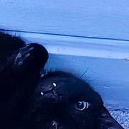 Binx joined the competition — help win amazing prizes! black_cat, cat, pet, indoor, carpet, baseboard, wall, floor, animal, feline, closeup, lying_down, eyes, whiskers, cute, domestic_animal, shadow, texture, relaxing, house