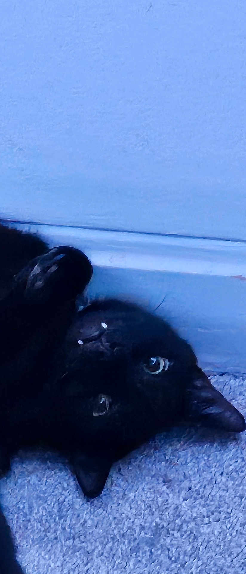 Binx