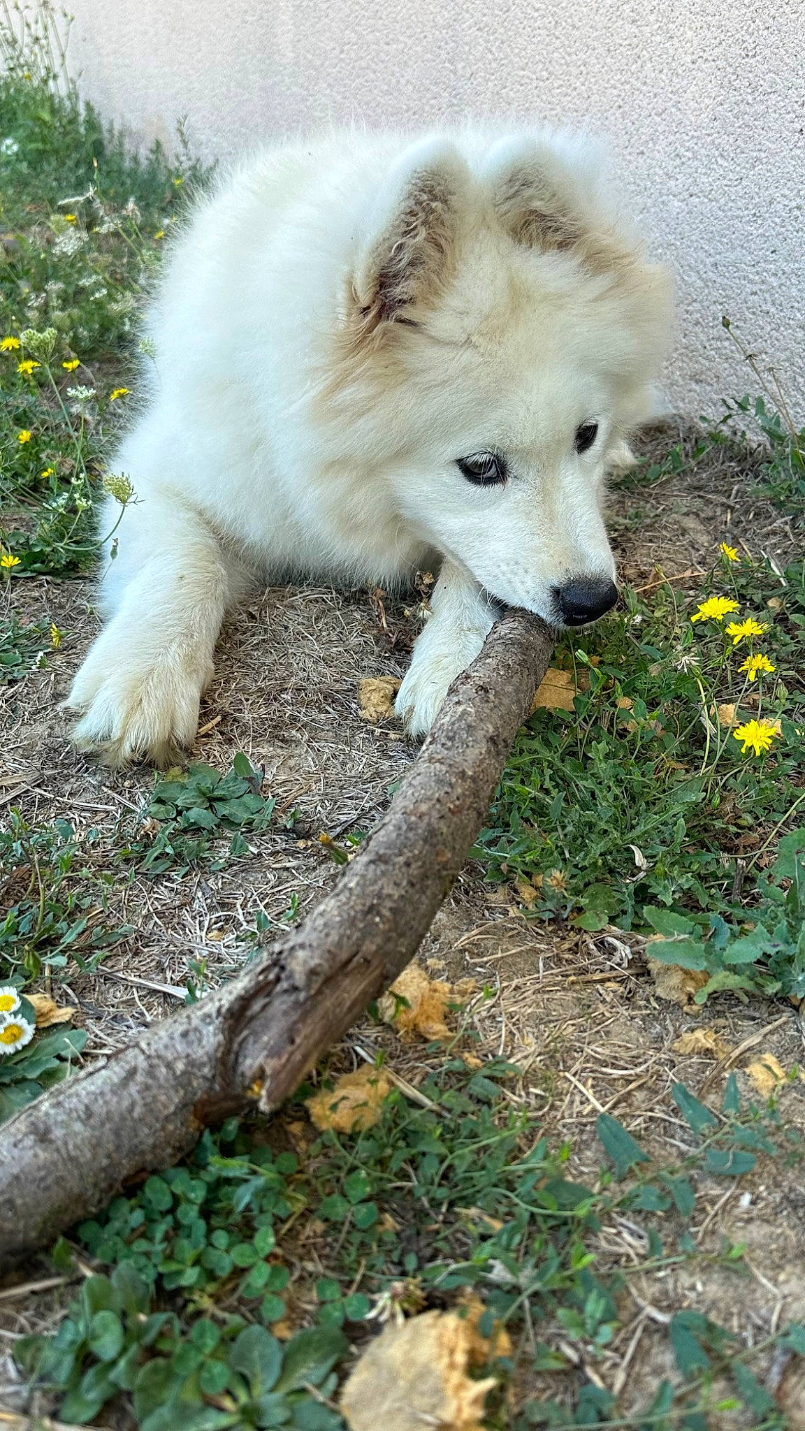 Ted participe au concours pour gagner de l'argent avec cette photo : canidae, canis, canis_lupus_tundrarum, carnivore, companion_dog, dog, dog_breed, eye, fang, flower, fur, grass, livestock_guardian_dog, plant, snout, sporting_group, terrestrial_animal, tree, wildlife, working_animal
