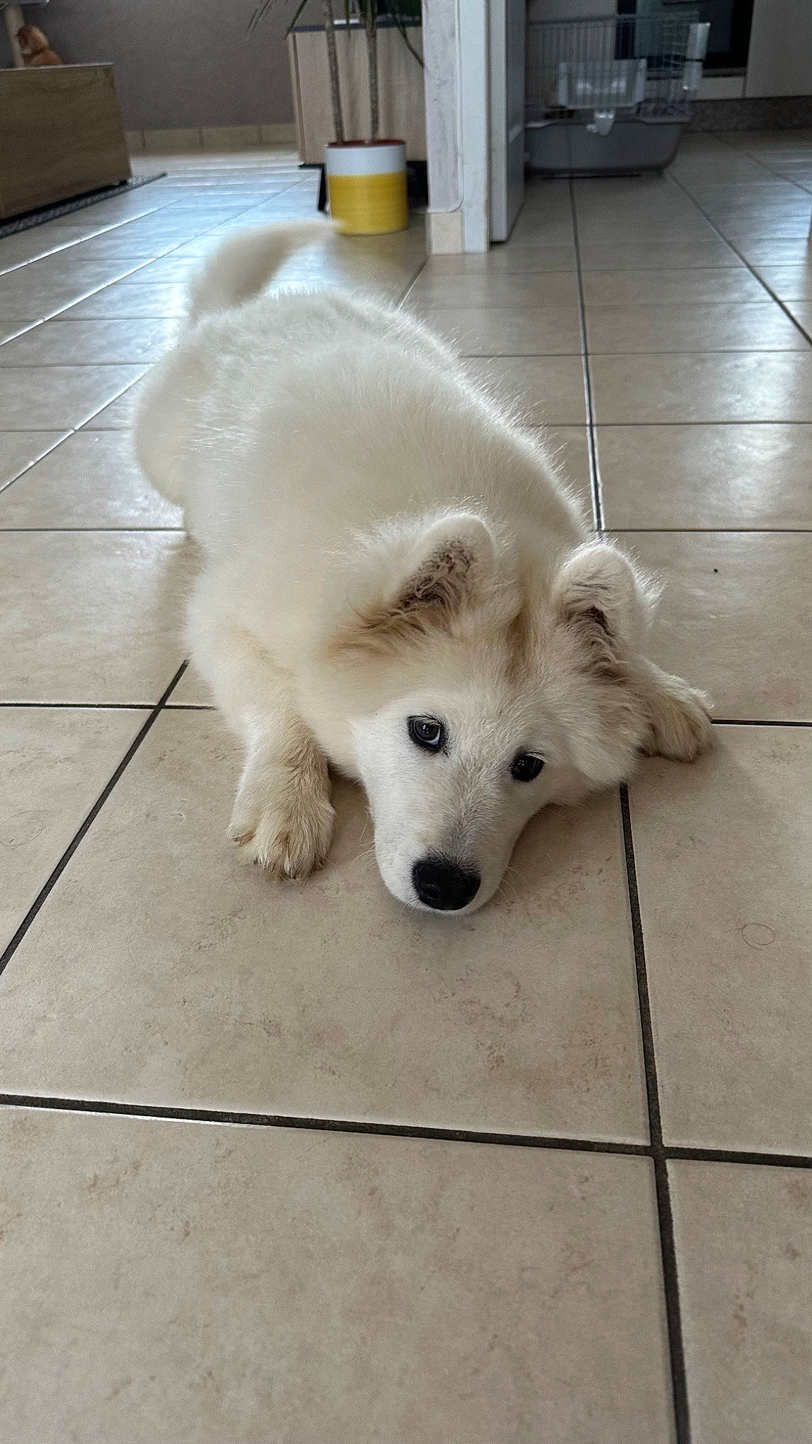 Ted a rejoint le concours — aidez-le/la à gagner de superbes lots ! american_eskimo_dog, ancient_dog_breeds, canidae, carnivore, companion_dog, dog, dog_breed, fawn, flooring, fur, hardwood, non_sporting_group, paw, sporting_group, tail, terrestrial_animal, volpino_italiano, wood, working_animal, working_dog