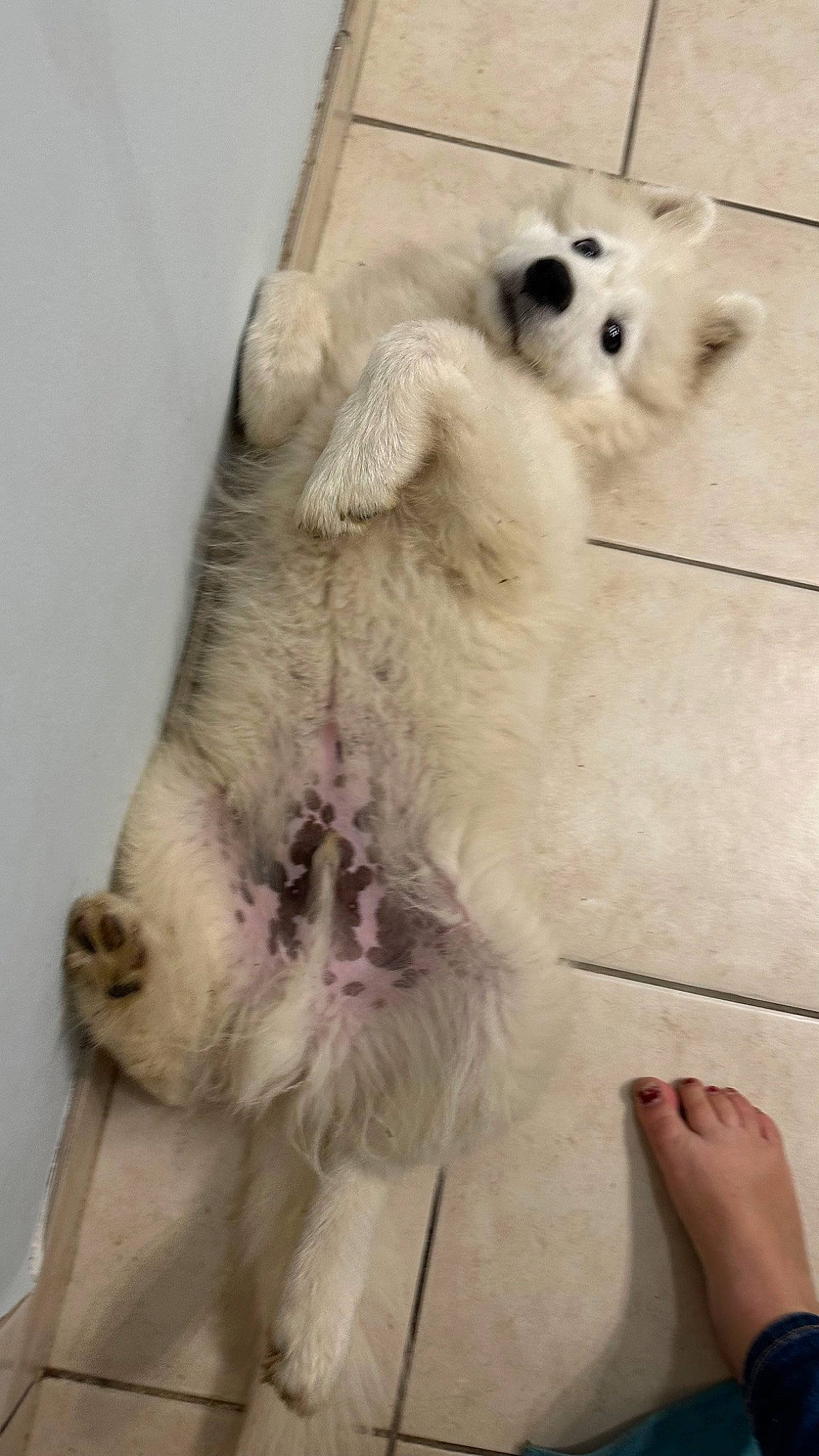 Ted a rejoint le concours — aidez-le/la à gagner de superbes lots ! canidae, carnivore, cat, claw, companion_dog, dog_breed, domestic_short_haired_cat, fang, fawn, felidae, foot, fur, paw, small_to_medium_sized_cats, snout, snow_leopard, sporting_group, tail, terrestrial_animal, whiskers