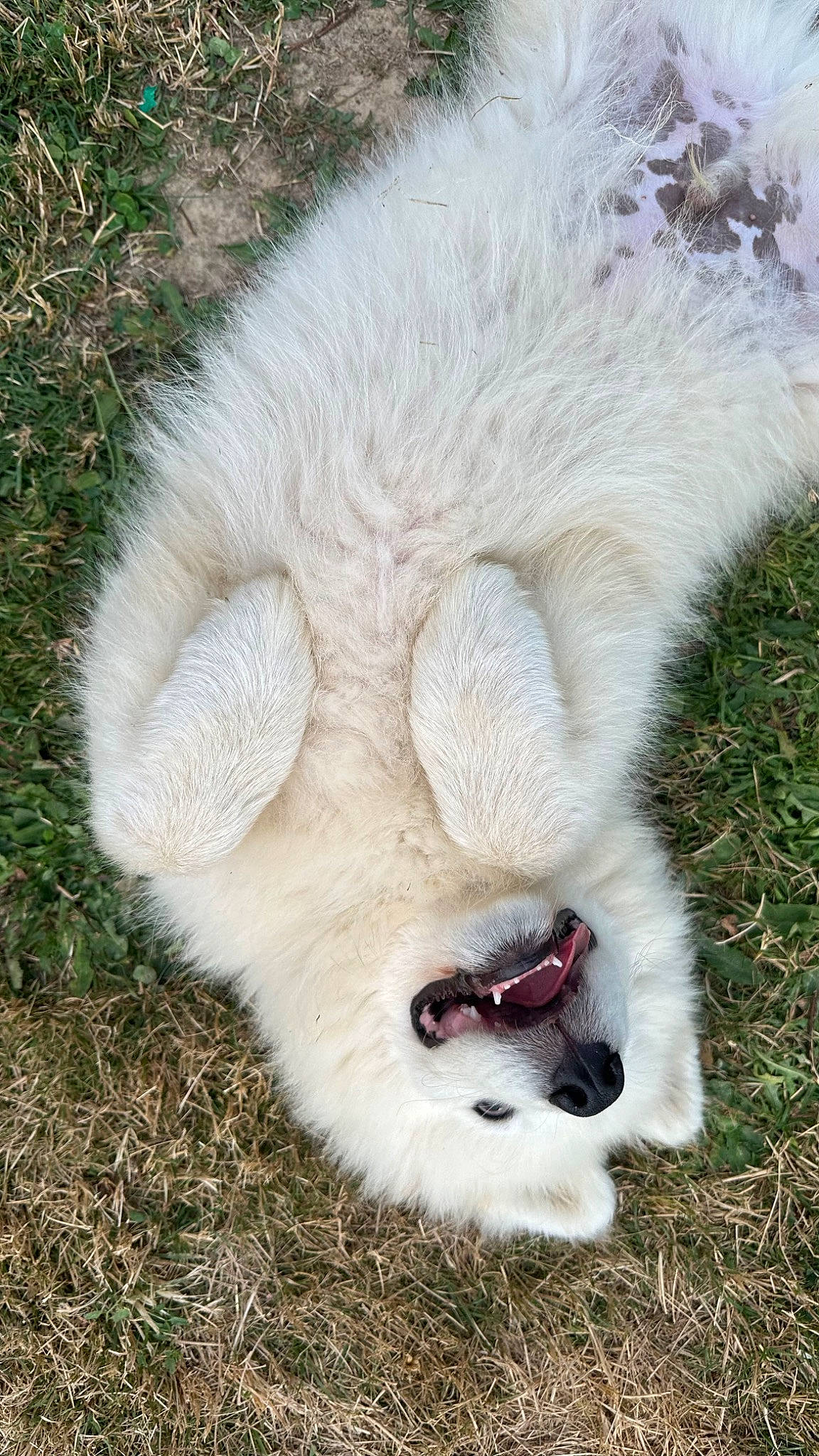 Ted participe au concours pour gagner de l'argent avec cette photo : canidae, carnivore, claw, companion_dog, dog_breed, fang, fawn, felidae, foot, fur, grass, paw, small_to_medium_sized_cats, snout, sporting_group, tail, terrestrial_animal, whiskers, wildlife, yawn