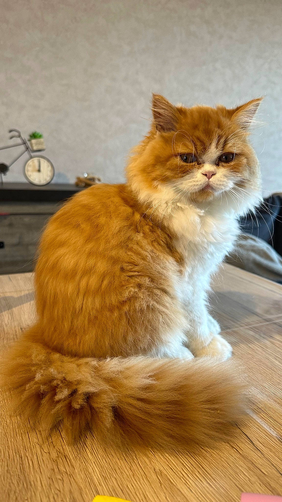 Biscuit participe au concours pour gagner de l'argent avec cette photo : carnivore, cat, claw, domestic_short_haired_cat, fawn, felidae, flooring, fur, hardwood, paw, sitting, small_to_medium_sized_cats, snout, tail, terrestrial_animal, varnish, whiskers, window, wood, wood_flooring