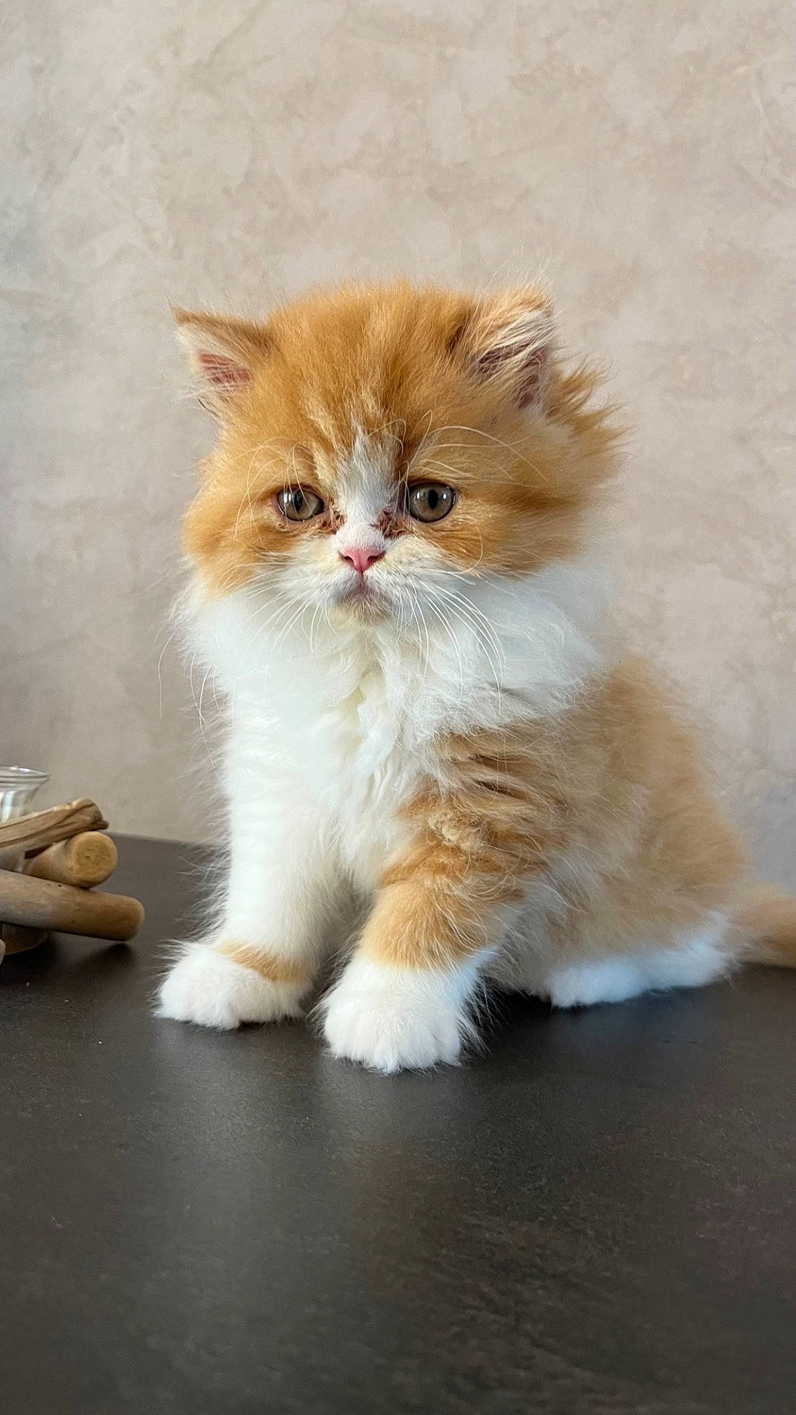 Biscuit a rejoint le concours — aidez-le/la à gagner de superbes lots ! art, box, british_longhair, carnivore, cat, claw, fawn, felidae, flooring, fur, hardwood, paw, persian, sitting, small_to_medium_sized_cats, snout, tail, terrestrial_animal, whiskers, wood