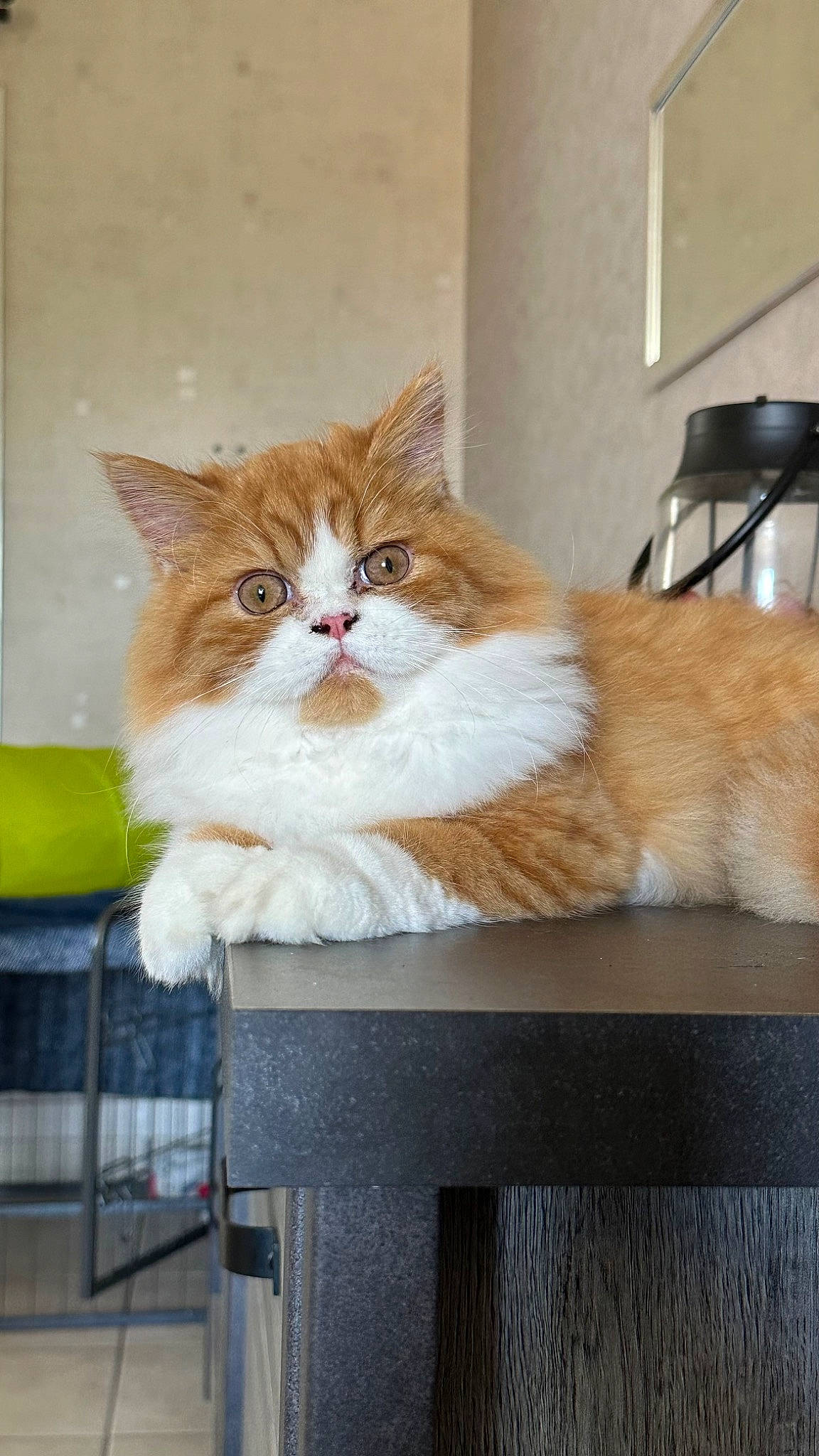 Biscuit a rejoint le concours — aidez-le/la à gagner de superbes lots ! art, box, cardboard, carnivore, cat, domestic_short_haired_cat, eye, fawn, felidae, fur, paper_product, small_to_medium_sized_cats, snout, terrestrial_animal, whiskers, window, wood