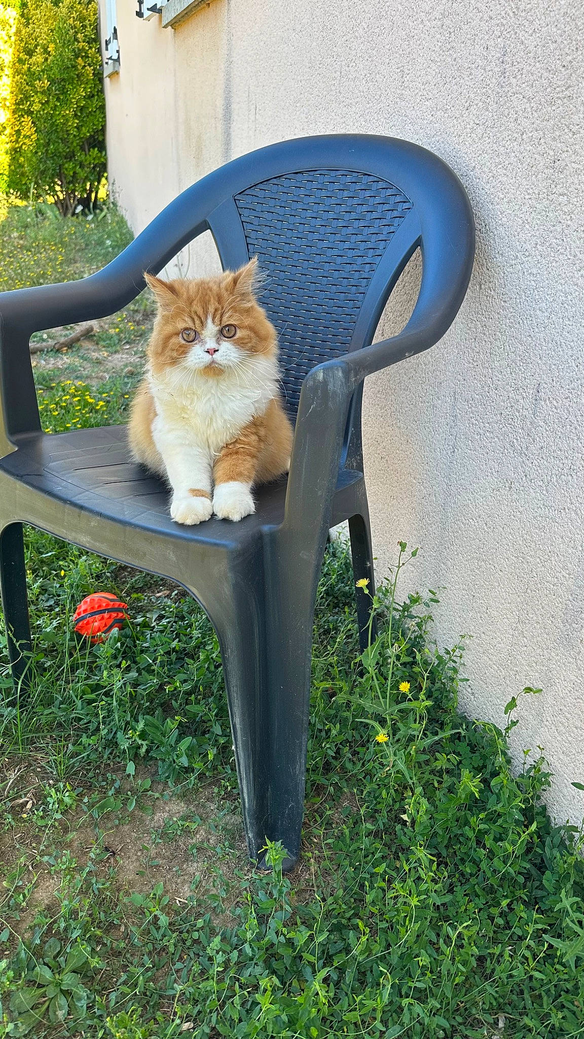 Biscuit a rejoint le concours — aidez-le/la à gagner de superbes lots ! art, carnivore, cat, chair, comfort, fawn, felidae, furniture, grass, groundcover, outdoor_furniture, outdoor_table, plant, sitting, small_to_medium_sized_cats, tableware, tail, whiskers, wildlife, wood