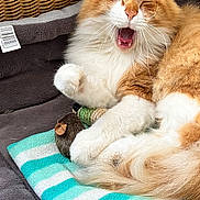 Marius a rejoint le concours — aidez-le/la à gagner de superbes lots ! basket, blanket, cat, closeup, cozy, cute, feline, fluffy, fur, indoor, nose, orange_cat, paw, pet_bed, relaxed, sleepy, toy_mouse, whiskers, white_cat, yawning