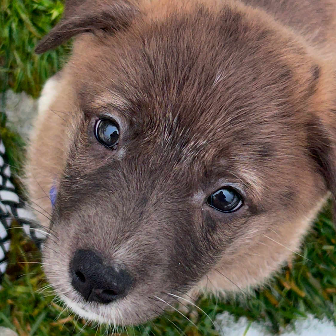 Sony is registered to the contest to win money with this photo: animal, ball, canine, dog, eskimodog, goldenretriever, grass, hound, husky, labradorretriever, lawn, pet, plant, puppy, snout, sport, tennis, tennisball, terrier, whitedog
