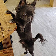 Mowgli participe au concours pour gagner de l'argent avec cette photo : alert, animal, black_dog, curious, dog, domestic, ears, floor, flooring, furniture, home, indoor, leaning, looking, pet, pet_gate, small_dog, standing, tail, wooden_table