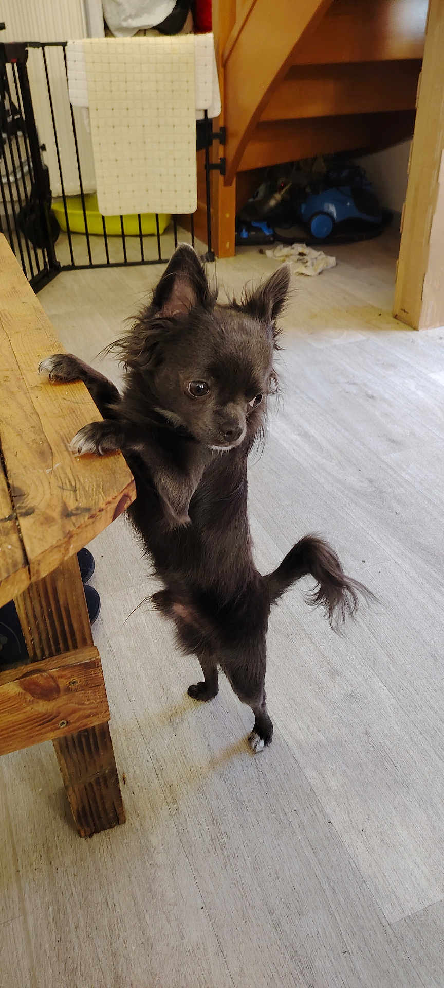 Mowgli
