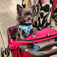 Mowgli participe au concours pour gagner de l'argent avec cette photo : dog, small_dog, pet_stroller, clothing_rack, indoor, retail_store, harness, black_fur, curious, shopping, colorful_clothes, concrete_floor, pet_accessory, leisure, animal, companion, cute, casual, store_interior, four_wheels