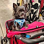 dog, small_dog, pet_stroller, clothing_rack, indoor, retail_store, harness, black_fur, curious, shopping, colorful_clothes, concrete_floor, pet_accessory, leisure, animal, companion, cute, casual, store_interior, four_wheels