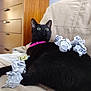 Arya is registered to the contest to win money with this photo: animal, black_cat, cat, couch, cozy, crumpled_paper, cute, domestic_cat, ears, fur, furniture, green_eyes, home, indoor, laying_down, paper, pet, pink_collar, relaxed, whiskers